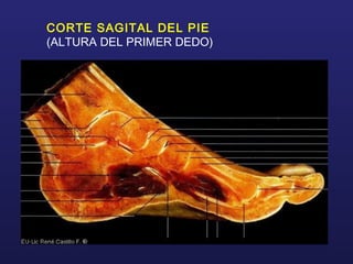 CORTE SAGITAL DEL PIE
(ALTURA DEL PRIMER DEDO)
 