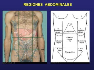 REGIONES ABDOMINALES
 