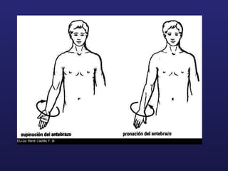 Todo de generalidades de anatomia