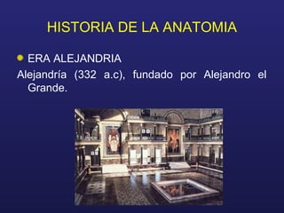 HISTORIA DE LA ANATOMIA
ERA ALEJANDRIA
Alejandría (332 a.c), fundado por Alejandro el
Grande.
 