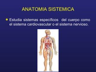 ANATOMIA SISTEMICA
Estudia sistemas específicos del cuerpo como
el sistema cardiovascular o el sistema nervioso.
 