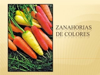 ZANAHORIAS
DE COLORES
 