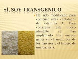 SÍ, SOY TRANSGÉNICO
          He  sido modificado para
          contener altas cantidades
          de vitamina A. Para
          conseguir este nuevo
          alimento        se       han
          implantado tres nuevos
          genes en el arroz: dos de
          los narcisos y el tercero de
          una bacteria.
 