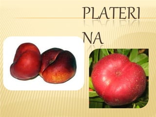 PLATERI
NA
 