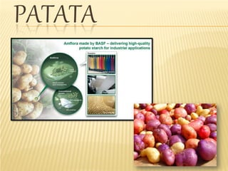 PATATA
 