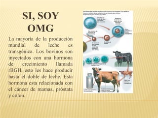 SI, SOY
       OMG
La mayoría de la producción
mundial     de    leche    es
transgénica. Los bovinos son
inyectados con una hormona
de    crecimiento     llamada
rBGH, esto les hace producir
hasta el doble de leche. Esta
hormona esta relacionada con
el cáncer de mamas, próstata
y colon.
 