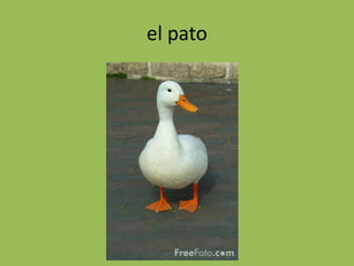 el pato