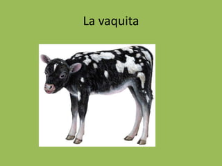 La vaquita