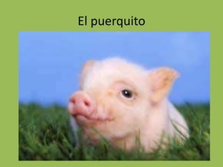 El puerquito