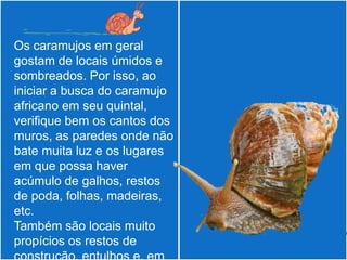  Os caramujos em geral
 gostam de locais úmidos e
 sombreados. Por isso, ao
 iniciar a busca do caramujo
 africano em seu quintal,
 verifique bem os cantos dos
 muros, as paredes onde não
 bate muita luz e os lugares
 em que possa haver
 acúmulo de galhos, restos
 de poda, folhas, madeiras,
 etc.
 Também são locais muito
 propícios os restos de
 