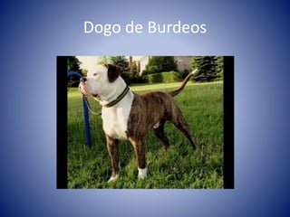 Dogo de Burdeos 
 