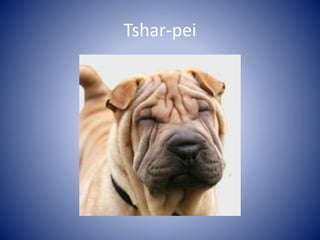 Tshar-pei 
 