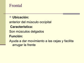 Frontal
 Ubicación:
anterior del músculo occipital
Característica:
Son músculos delgados
Función:
Ayuda a dar movimiento a las cejas y facilita
arrugar la frente
 