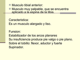 Musculo tibial anterior:
 Musculo muy palpable, que se encuentra
aplicado a la espina de la tibia.
Caracteristica:
Es un musculo alargado y liso.
Funsion:
Estabilizador de los arcos planares
Su insuficiencia produce pie valgo o pie plano.
Sobre el tobillo: flexor, aductor y fuerte
Supinador.
 