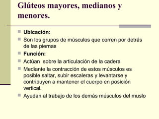 Glúteos mayores, medianos y
menores.
 Ubicación:
 Son los grupos de músculos que corren por detrás
de las piernas
 Función:
 Actúan sobre la articulación de la cadera
 Mediante la contracción de estos músculos es
posible saltar, subir escaleras y levantarse y
contribuyen a mantener el cuerpo en posición
vertical.
 Ayudan al trabajo de los demás músculos del muslo
 
