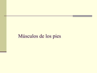 Músculos de los pies
 