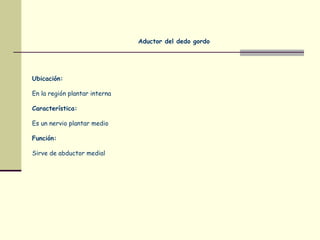 Aductor del dedo gordo
Ubicación:
En la región plantar interna
Característica:
Es un nervio plantar medio
Función:
Sirve de abductor medial
 