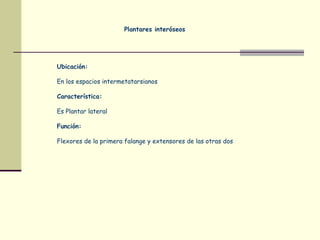 Plantares interóseos
Ubicación:
En los espacios intermetatarsianos
Característica:
Es Plantar lateral
Función:
Flexores de la primera falange y extensores de las otras dos
 