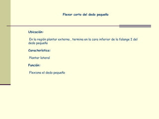Flexor corto del dedo pequeño
Ubicación:
En la región plantar externa , termina en la cara inferior de la falange I del
dedo pequeño
Característica:
Plantar lateral
Función:
Flexiona el dedo pequeño
 