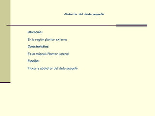 Abductor del dedo pequeño
Ubicación:
En la región plantar externa
Característica:
Es un músculo Plantar Lateral
Función:
Flexor y abductor del dedo pequeño
 