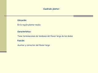 Cuadrado plantar:
Ubicación:
En la región plantar media
Característica:
Tiene terminaciones de tendones del flexor largo de los dedos
Función:
Auxiliar y corrector del flexor largo
 