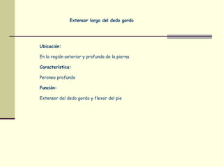 Extensor largo del dedo gordo
Ubicación:
En la región anterior y profunda de la pierna
Característica:
Peroneo profundo
Función:
Extensor del dedo gordo y flexor del pie
 