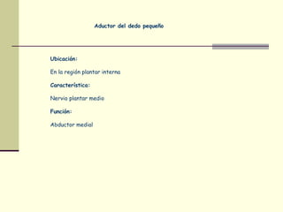 Aductor del dedo pequeño
Ubicación:
En la región plantar interna
Característica:
Nervio plantar medio
Función:
Abductor medial
 