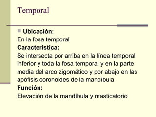 Temporal
 Ubicación:
En la fosa temporal
Característica:
Se intersecta por arriba en la línea temporal
inferior y toda la fosa temporal y en la parte
media del arco zigomático y por abajo en las
apófisis coronoides de la mandíbula
Función:
Elevación de la mandíbula y masticatorio
 
