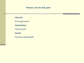 Extensor corto del dedo gordo
Ubicación:
En la región dorsal
Característica:
Tibial anterior
Función:
Flexiona el dedo pequeño
 