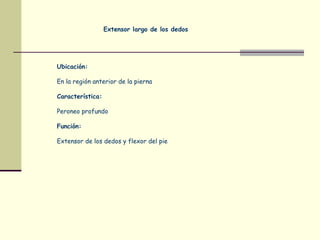 Extensor largo de los dedos
Ubicación:
En la región anterior de la pierna
Característica:
Peroneo profundo
Función:
Extensor de los dedos y flexor del pie
 