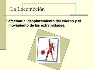 La Locomoción
 efectuar el desplazamiento del cuerpo y el
movimiento de las extremidades.
 