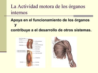 La Actividad motora de los órganos
internos
Apoya en el funcionamiento de los órganos
y
contribuye a el desarrollo de otros sistemas.
 