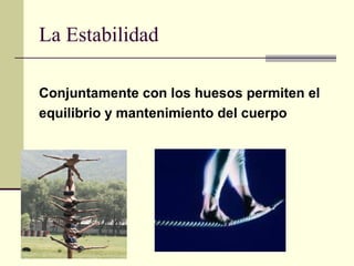 La Estabilidad
Conjuntamente con los huesos permiten el
equilibrio y mantenimiento del cuerpo
 