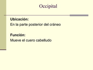 Occipital
Ubicación:
En la parte posterior del cráneo
Función:
Mueve el cuero cabelludo
 