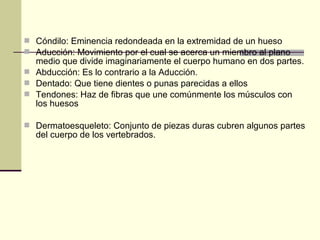  Cóndilo: Eminencia redondeada en la extremidad de un hueso
 Aducción: Movimiento por el cual se acerca un miembro al plano
medio que divide imaginariamente el cuerpo humano en dos partes.
 Abducción: Es lo contrario a la Aducción.
 Dentado: Que tiene dientes o punas parecidas a ellos
 Tendones: Haz de fibras que une comúnmente los músculos con
los huesos
 Dermatoesqueleto: Conjunto de piezas duras cubren algunos partes
del cuerpo de los vertebrados.
 