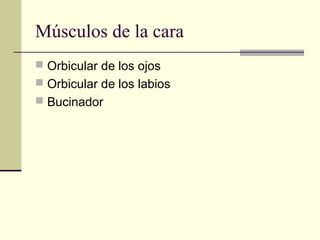 Músculos de la cara
 Orbicular de los ojos
 Orbicular de los labios
 Bucinador
 