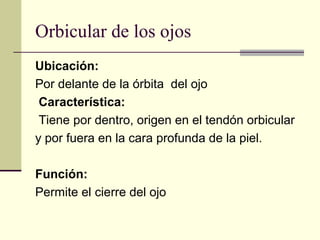 Orbicular de los ojos
Ubicación:
Por delante de la órbita del ojo
Característica:
Tiene por dentro, origen en el tendón orbicular
y por fuera en la cara profunda de la piel.
Función:
Permite el cierre del ojo
 
