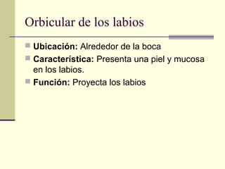 Orbicular de los labios
 Ubicación: Alrededor de la boca
 Característica: Presenta una piel y mucosa
en los labios.
 Función: Proyecta los labios
 