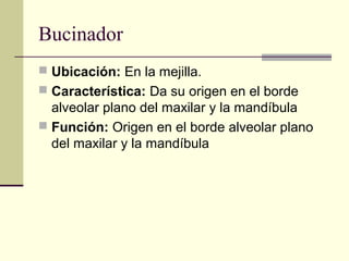 Bucinador
 Ubicación: En la mejilla.
 Característica: Da su origen en el borde
alveolar plano del maxilar y la mandíbula
 Función: Origen en el borde alveolar plano
del maxilar y la mandíbula
 