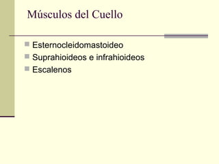 Músculos del Cuello
 Esternocleidomastoideo
 Suprahioideos e infrahioideos
 Escalenos
 