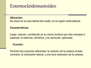 Esternocleidomastoideo
Ubicación:
Se ubica en la cara lateral del cuello, en la región anterolateral.
Características:
Largo, robusto, constituido en su tramo torácico por dos manojos o
cabezas: la esternal, cilíndrica, y la clavicular, aplanada.
Función:
Permite tres acciones diferentes: la rotación de la cabeza al lado
contrario, la inclinación lateral, y una leve extensión de la cabeza.
 
