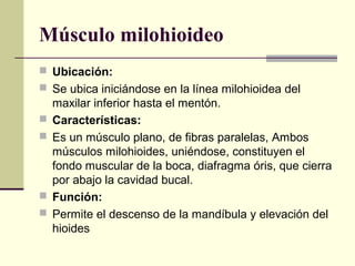 Músculo milohioideo
 Ubicación:
 Se ubica iniciándose en la línea milohioidea del
maxilar inferior hasta el mentón.
 Características:
 Es un músculo plano, de fibras paralelas, Ambos
músculos milohioides, uniéndose, constituyen el
fondo muscular de la boca, diafragma óris, que cierra
por abajo la cavidad bucal.
 Función:
 Permite el descenso de la mandíbula y elevación del
hioides
 