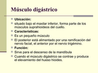 Músculo digástrico
 Ubicación:
 situado bajo el maxilar inferior, forma parte de los
músculos suprahioideos del cuello.
 Características:
 Es un pequeño músculo
 El posterior está alimentado por una ramificación del
nervio facial, el anterior por el nervio trigémino.
 Función:
 Sirve para el descenso de la mandíbula
 Cuando el músculo digástrico se contrae y produce
el elevamiento del hueso hioides.
 