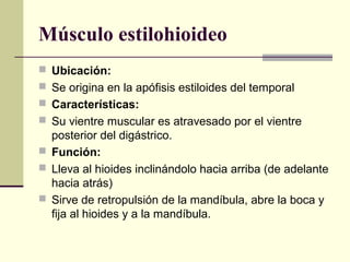 Músculo estilohioideo
 Ubicación:
 Se origina en la apófisis estiloides del temporal
 Características:
 Su vientre muscular es atravesado por el vientre
posterior del digástrico.
 Función:
 Lleva al hioides inclinándolo hacia arriba (de adelante
hacia atrás)
 Sirve de retropulsión de la mandíbula, abre la boca y
fija al hioides y a la mandíbula.
 