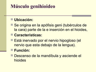 Músculo genihioideo
 Ubicación:
 Se origina en la apófisis geni (tubérculos de
la cara) parte de la e inserción en el hioides,
 Características:
 Está inervado por el nervio hipogloso (el
nervio que esta debajo de la lengua).
 Función:
 Descenso de la mandíbula y asciende el
hioides
 