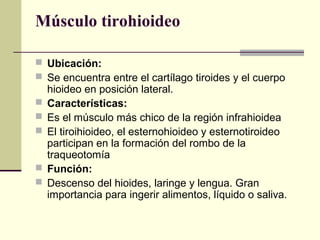 Músculo tirohioideo
 Ubicación:
 Se encuentra entre el cartílago tiroides y el cuerpo
hioideo en posición lateral.
 Características:
 Es el músculo más chico de la región infrahioidea
 El tiroihioideo, el esternohioideo y esternotiroideo
participan en la formación del rombo de la
traqueotomía
 Función:
 Descenso del hioides, laringe y lengua. Gran
importancia para ingerir alimentos, líquido o saliva.
 