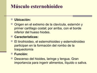 Músculo esternohioideo
 Ubicación:
 Origen en el extremo de la clavícula, esternón y
primer cartílago costal; por arriba, con el borde
inferior del hueso hiodes.
 Características:
 El tiroihioideo, el esternohioideo y esternotiroideo
participan en la formación del rombo de la
traqueotomía
 Función:
 Descenso del hioides, laringe y lengua. Gran
importancia para ingerir alimentos, líquido o saliva.
 