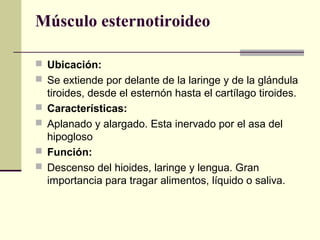 Músculo esternotiroideo
 Ubicación:
 Se extiende por delante de la laringe y de la glándula
tiroides, desde el esternón hasta el cartílago tiroides.
 Características:
 Aplanado y alargado. Esta inervado por el asa del
hipogloso
 Función:
 Descenso del hioides, laringe y lengua. Gran
importancia para tragar alimentos, líquido o saliva.
 