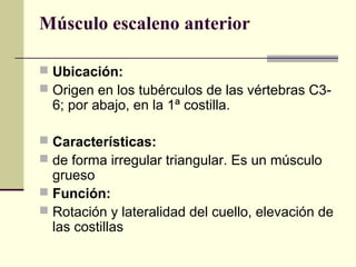 Músculo escaleno anterior
 Ubicación:
 Origen en los tubérculos de las vértebras C3-
6; por abajo, en la 1ª costilla.
 Características:
 de forma irregular triangular. Es un músculo
grueso
 Función:
 Rotación y lateralidad del cuello, elevación de
las costillas
 