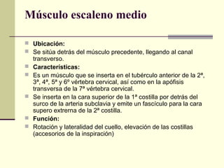 Músculo escaleno medio
 Ubicación:
 Se sitúa detrás del músculo precedente, llegando al canal
transverso.
 Características:
 Es un músculo que se inserta en el tubérculo anterior de la 2ª,
3ª, 4ª, 5ª y 6º vértebra cervical, así como en la apófisis
transversa de la 7ª vértebra cervical.
 Se inserta en la cara superior de la 1ª costilla por detrás del
surco de la arteria subclavia y emite un fascículo para la cara
supero extrerna de la 2ª costilla.
 Función:
 Rotación y lateralidad del cuello, elevación de las costillas
(accesorios de la inspiración)
 